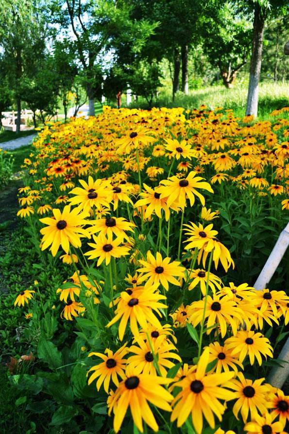 四川草花基地供应金光菊多年生草本高50200厘米茎上部有