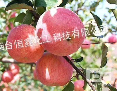 供应批发烟台苹果