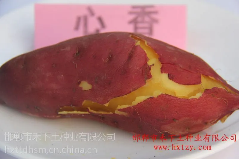 禾下土脱毒心香