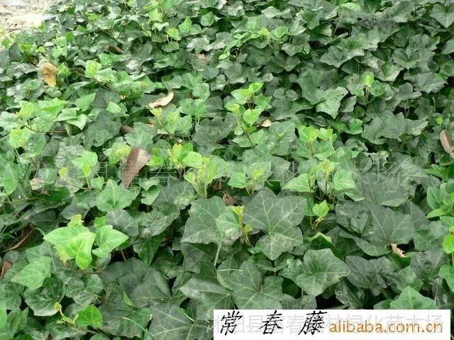 ��Ӧ�����١��������磬���������١������١������ٵ���ľ