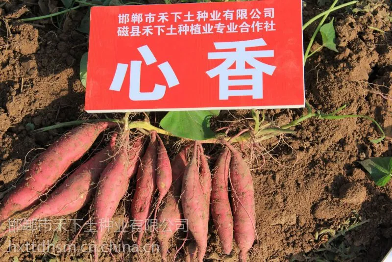 禾下土脱毒心香甘薯