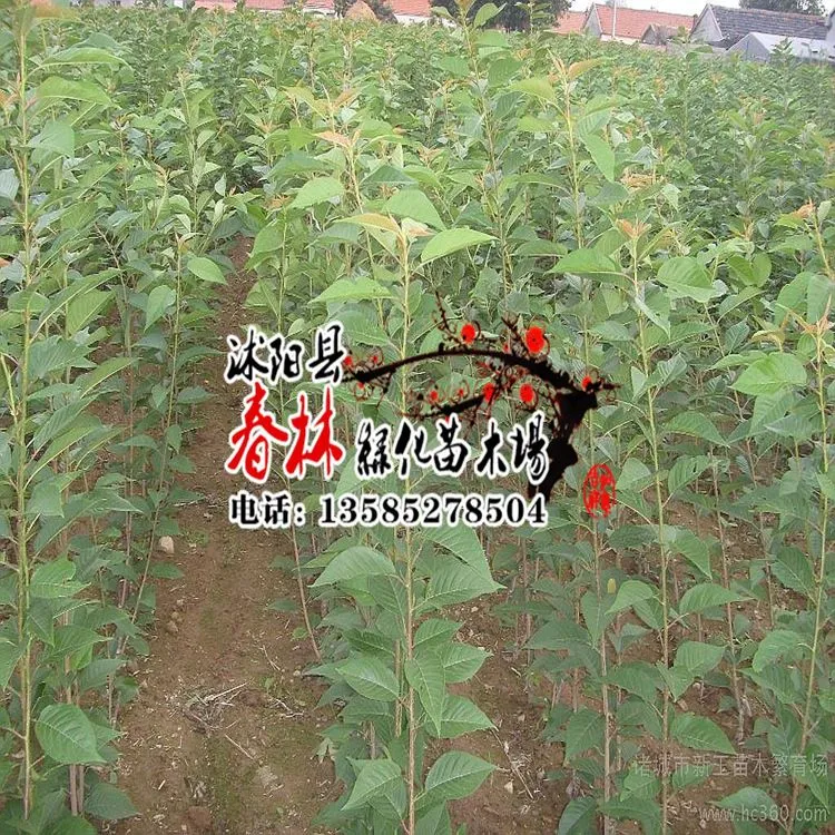 樱花8