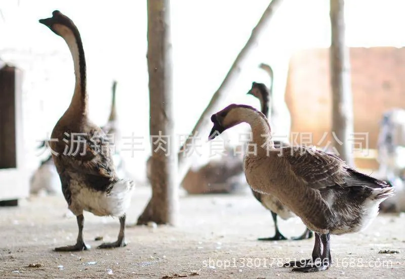 黑棕鹅