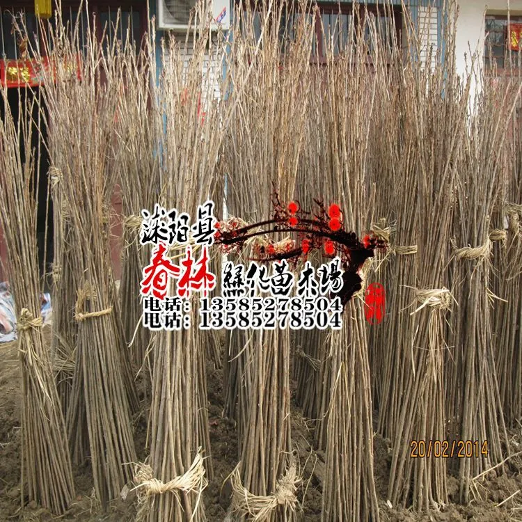 樱花 (6)