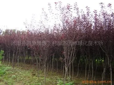 紫叶李 2