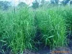 供应护坡草种-牧草种子、马棘、沙打旺、无芒雀麦等
