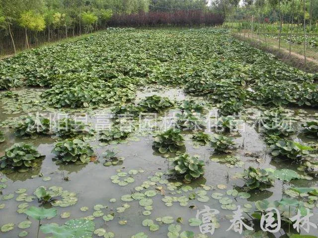 睡莲A