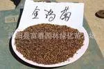供应多年生宿根草本花卉种子-金鸡菊种子,金鸡菊种苗,金鸡菊