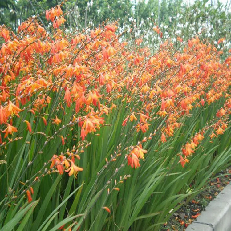火星花2