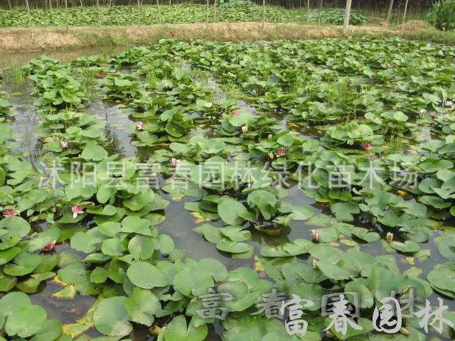 睡莲D