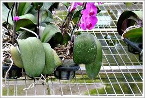 种植钢丝网 种植钢丝网