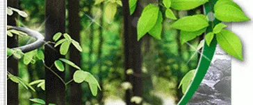 msoqqyz_02.gif