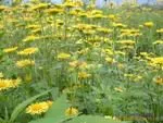 供应多年生宿根草本花卉-金鸡菊、野菊花种子