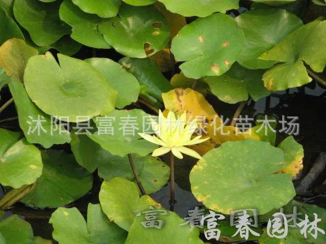 睡莲G