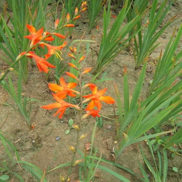 火星花1
