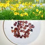 ***黄菖蒲种子 黄菖蒲种子价格 播种技术 花卉种子供应商