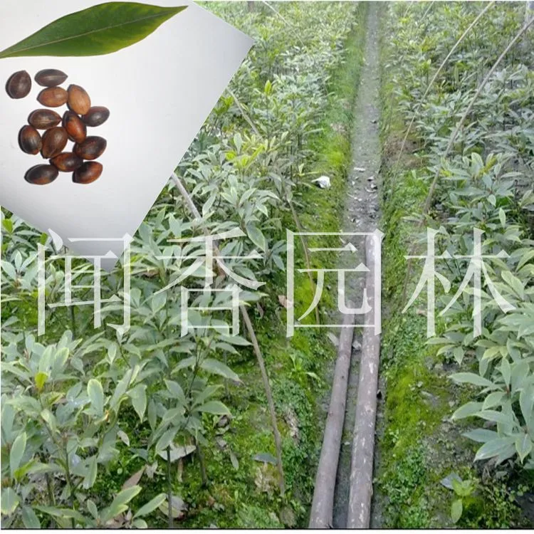 金丝楠木苗子3_副本