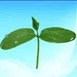 农药展渗剂