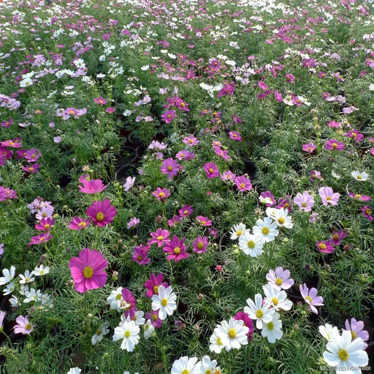 波斯菊花