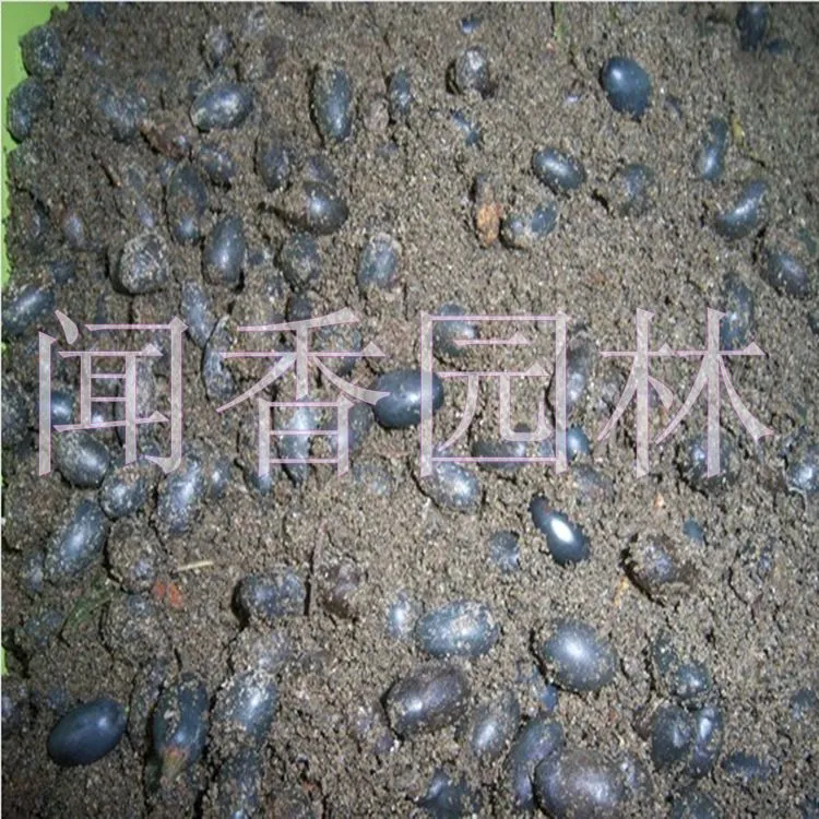 金丝楠木种子5_副本
