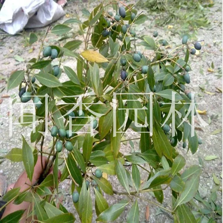 金丝楠木种子6_副本