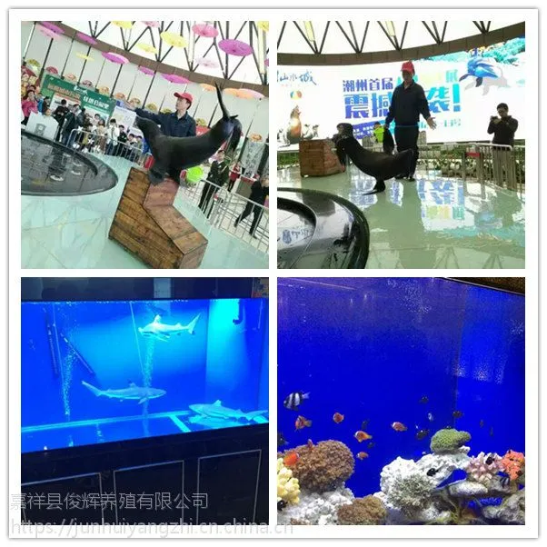 动物出租租赁展览动物表演