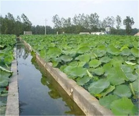 藕池专用 防渗膜