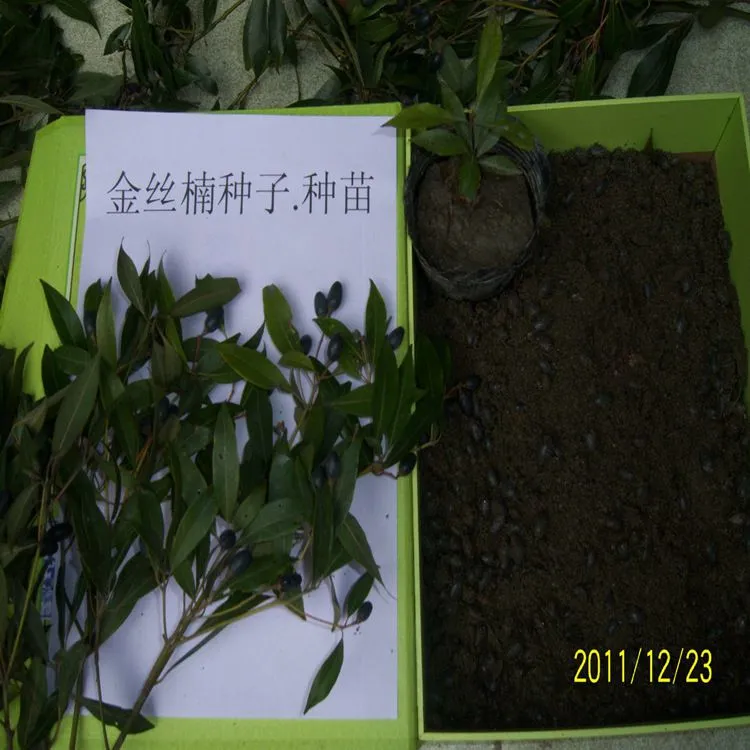 金丝楠木种子。种苗_副本