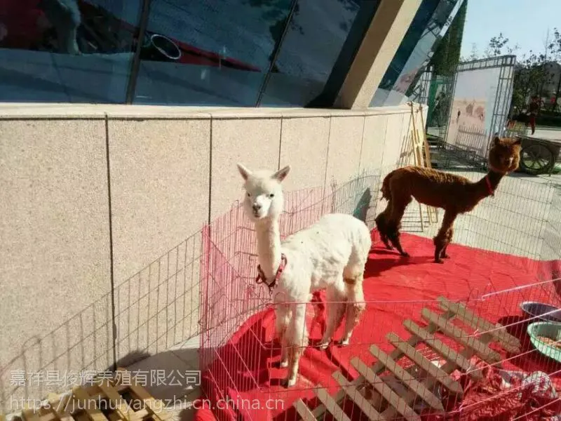 各种动物出租萌宠出租互动动物展览价格