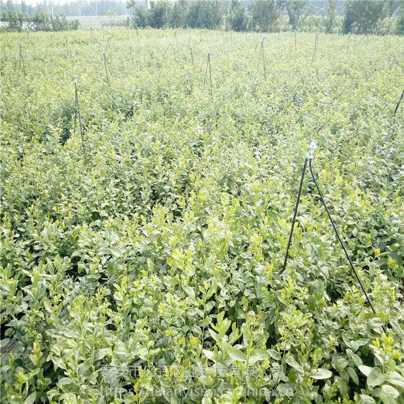芭尔德温蓝莓苗栽培方法布里吉塔蓝莓苗施肥技术