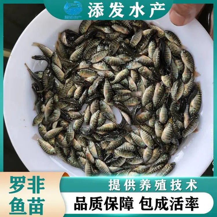 优选精品罗非鱼苗 青宝路新吉富罗非鱼长势快抗病强 包活包邮到家