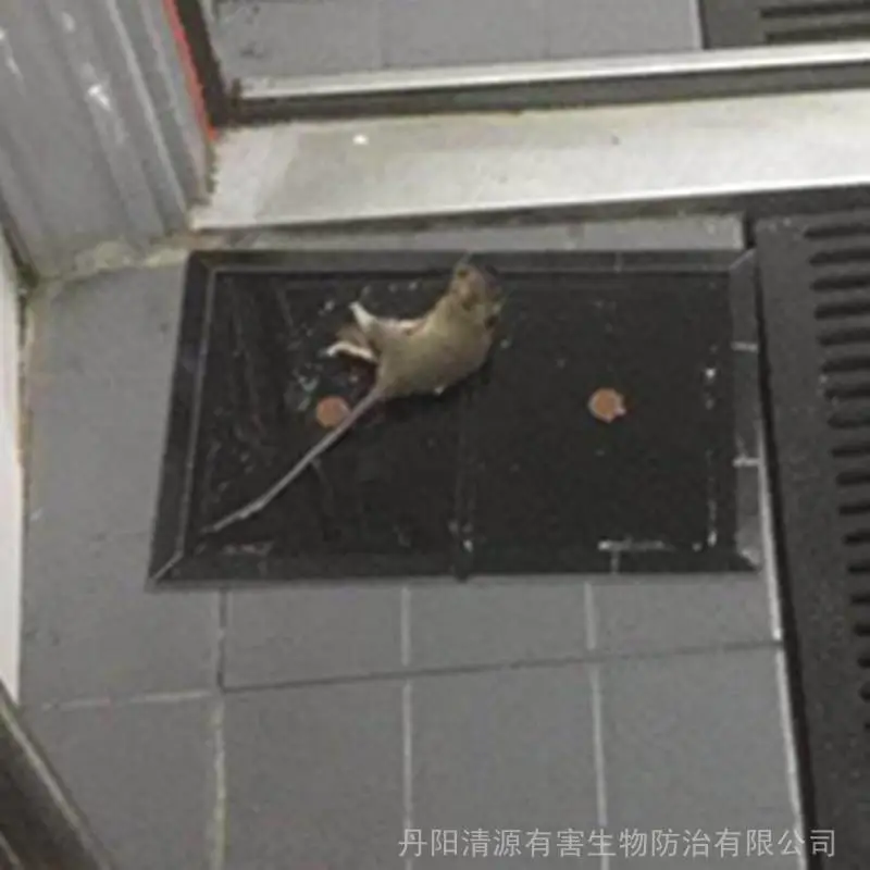 镇江丹阳灭鼠公司支招:吊顶有老鼠怎样解决?