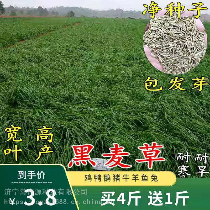武威草种子有哪些品种图片田高梁批发