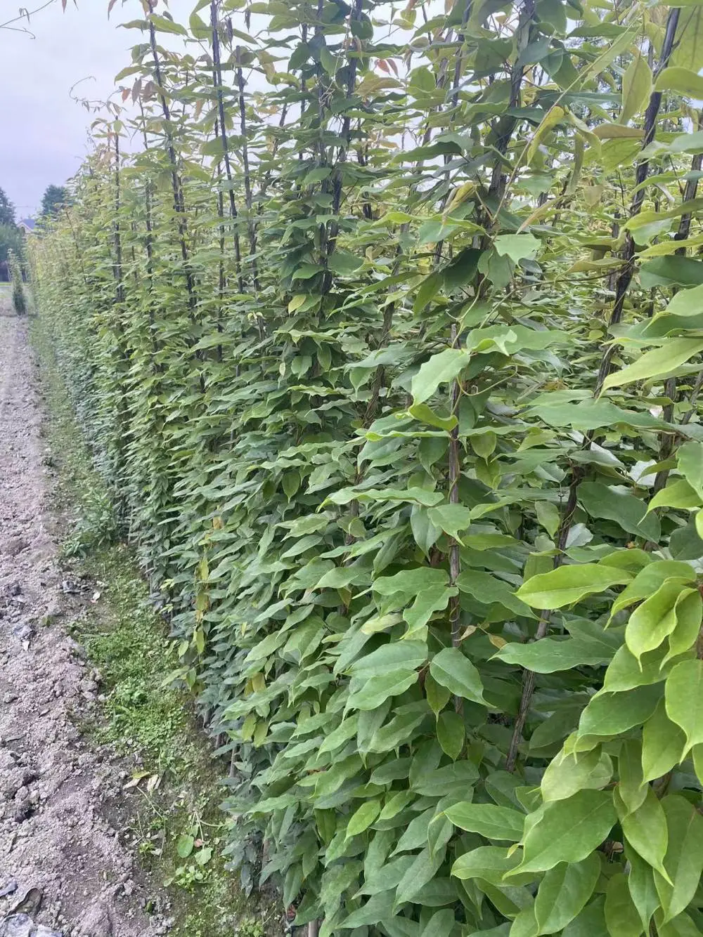 带竹竿老苗油麻藤工程苗基地长度5米带竹竿的袋苗一袋里面5-10苗
