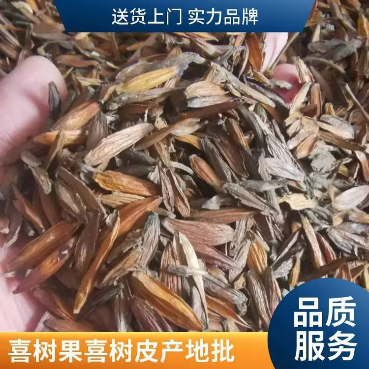 奇弘堂野生原药材喜树皮/喜树果，产地批发一手货源