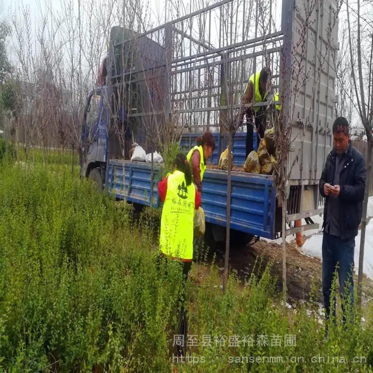 陕西西安苗木-观赏月季求购供应苗圃-周至红叶小波耐寒