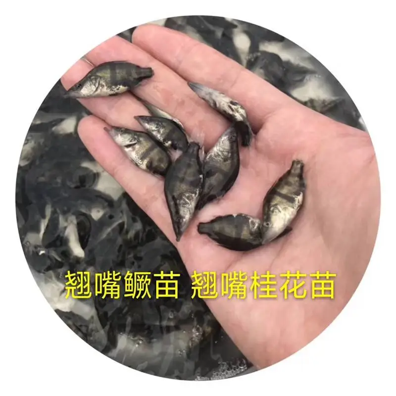 肇庆市桂鱼苗销售商