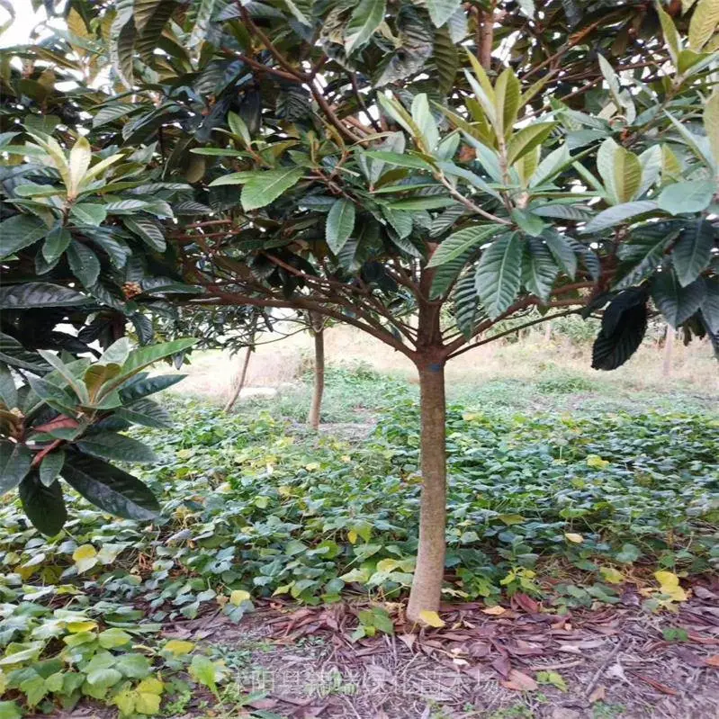 枇杷树基地 6-7-8-9公分枇杷树/金丸优质低价 当年挂果 欢迎选购