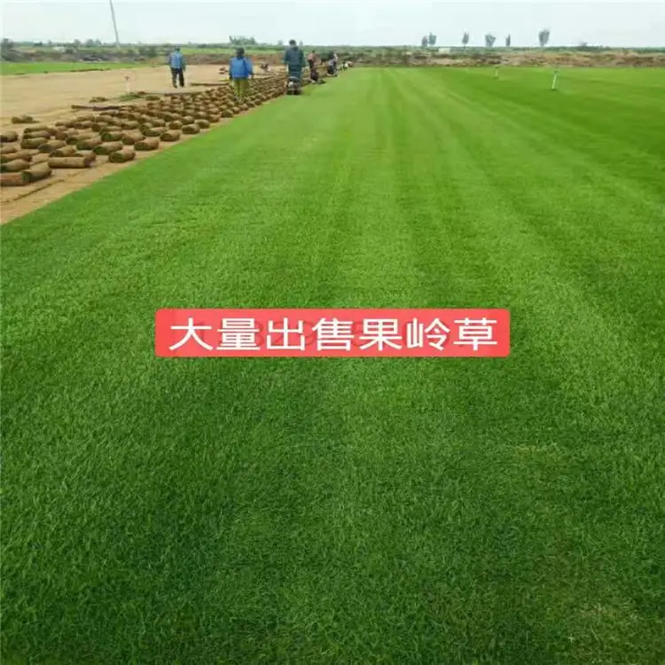 西安麦冬草-周至月季-麦冬草送货上门