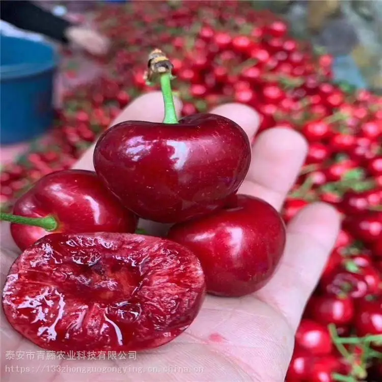 胭脂红樱桃苗 青藤农业 美早大樱桃苗 基地销售