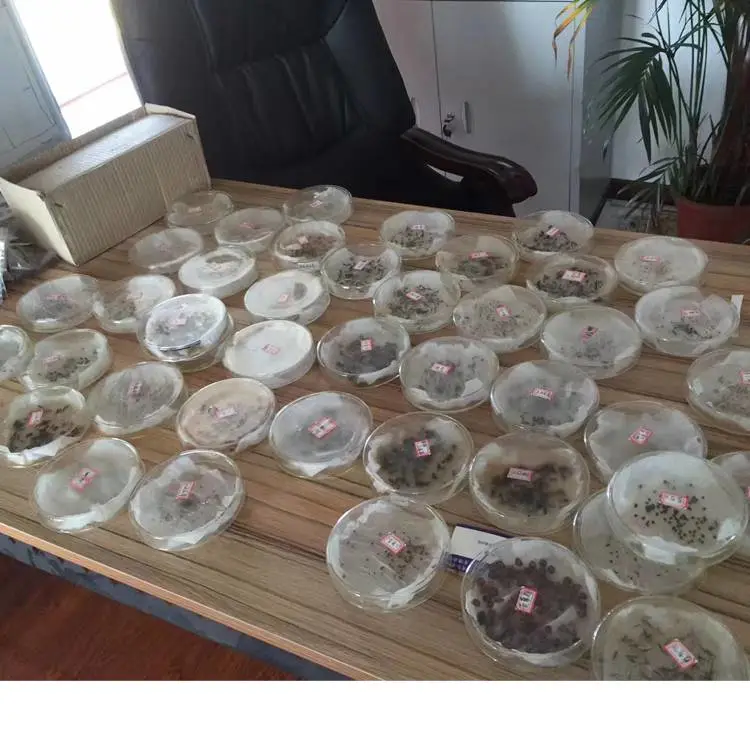 白标高羊茅草坪种子金盏菊矮杆混色黄色花籽适合12月播种