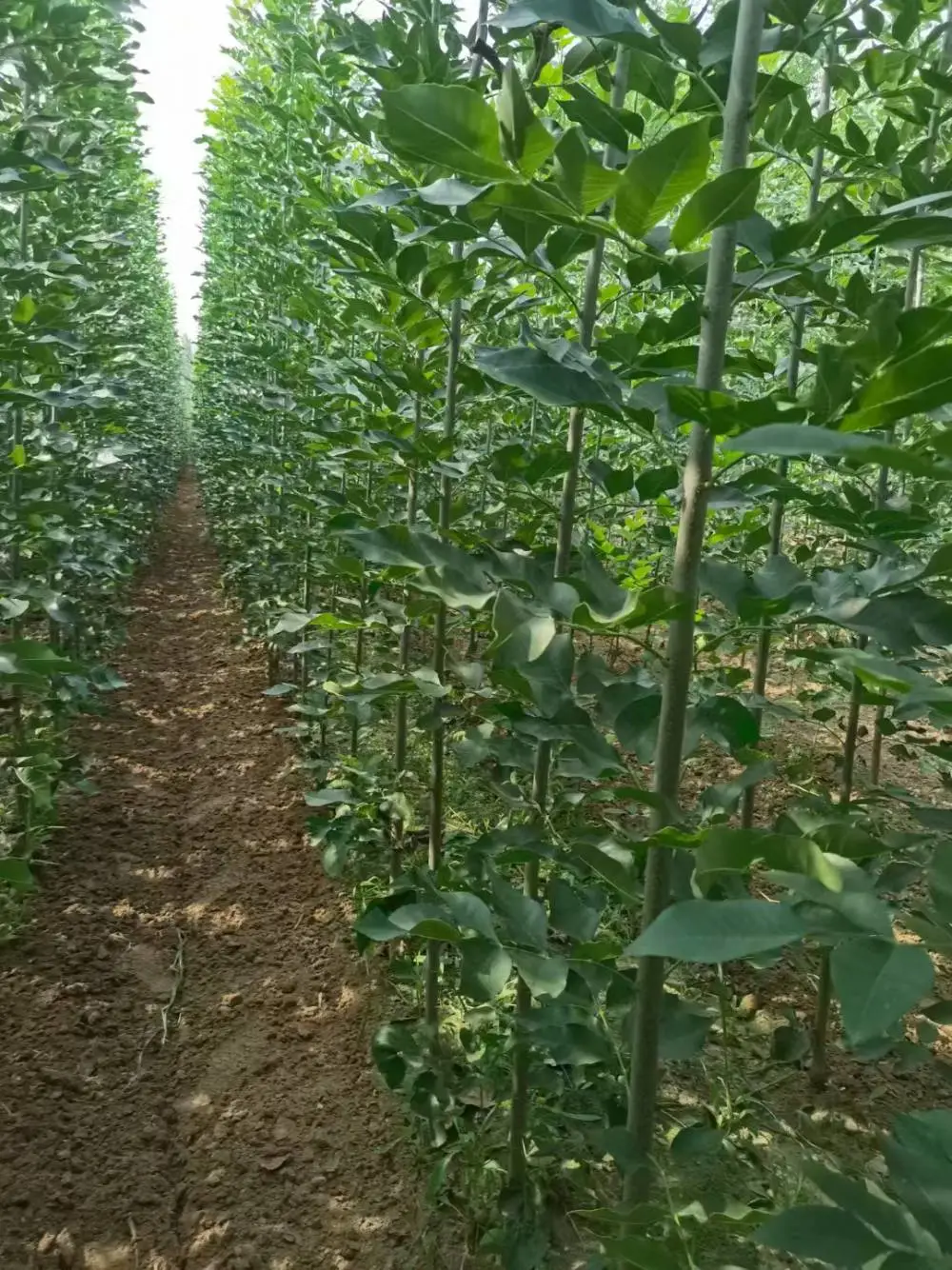 山东枣庄薛城速生白蜡树苗木基地批发,2公分，4公分，5公分白蜡小苗产地报价,白蜡苗木供应商厂家上车价格