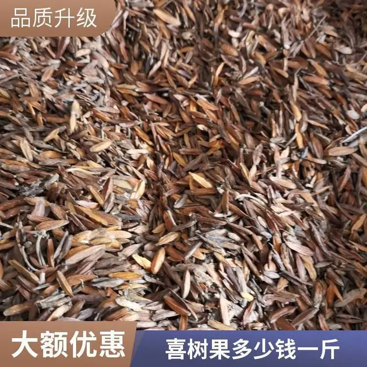 奇弘堂中药材野生喜树果/喜树皮质量***产地批发