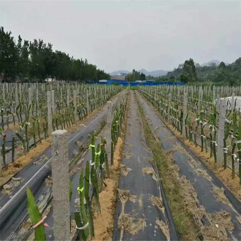 乌兰察布2m宽防草布苗圃防草地布 园艺抑草席杂草地垫RunYe/润业土工供应