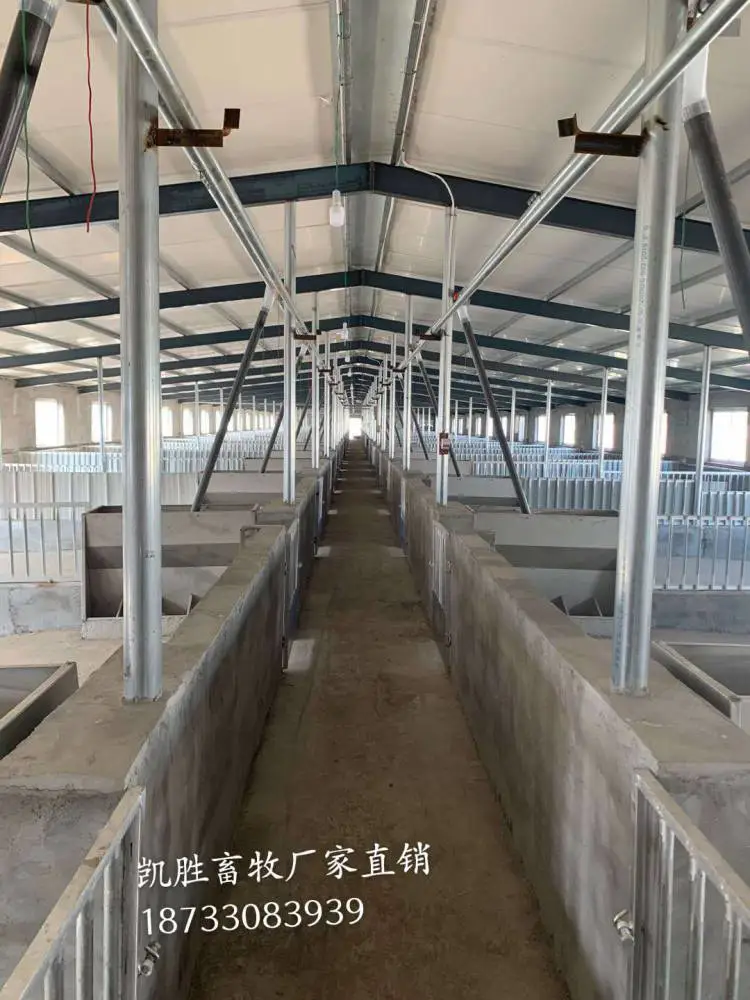 自动喂料线 育肥猪场现代化喂料系统 塞盘料条 凯胜