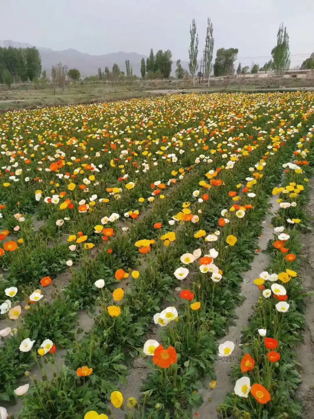 广东揭阳本地出售韭菜籽 杨梅种子 蓝花鼠尾草花籽