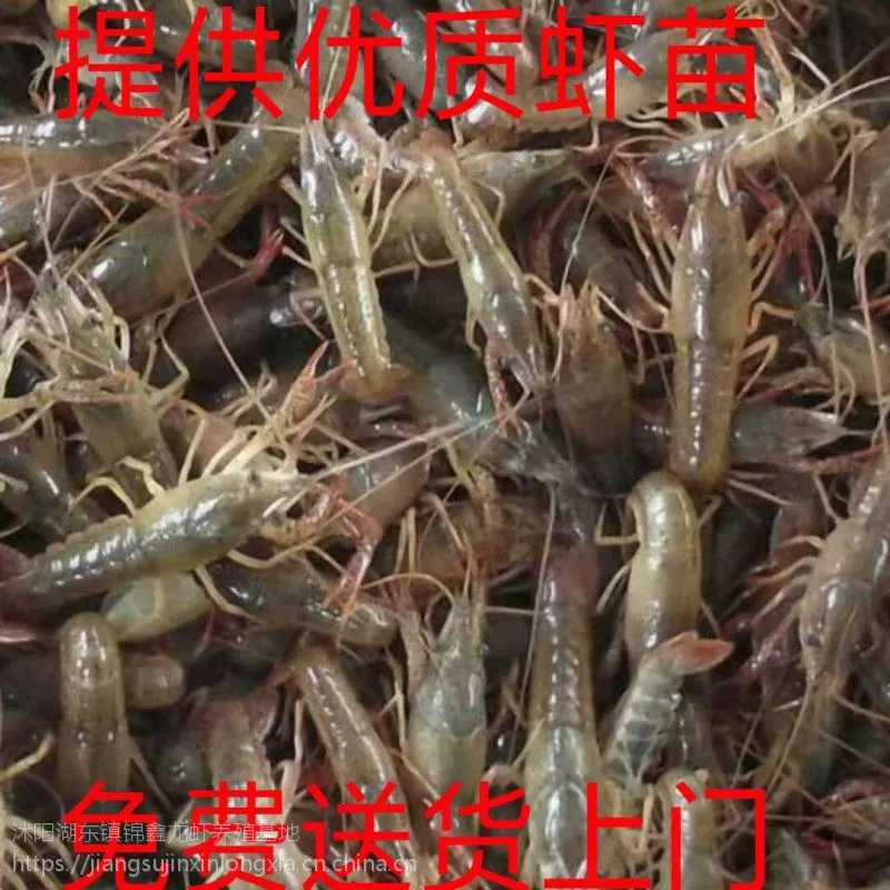 小龙虾 种虾 青虾 成品虾