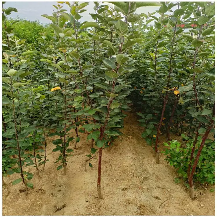 东营苹果树苗基地 中秋王苹果苗 一年苹果苗量大供应