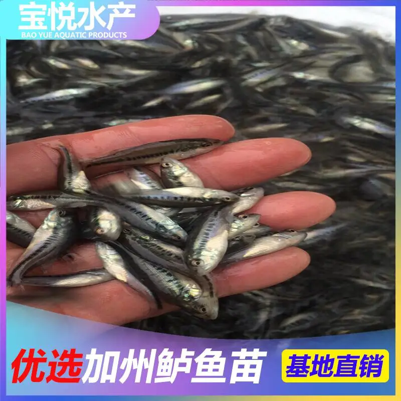 江西上饶苗场加州鲈鱼苗养殖技术 加州鲈鱼苗培育技术
