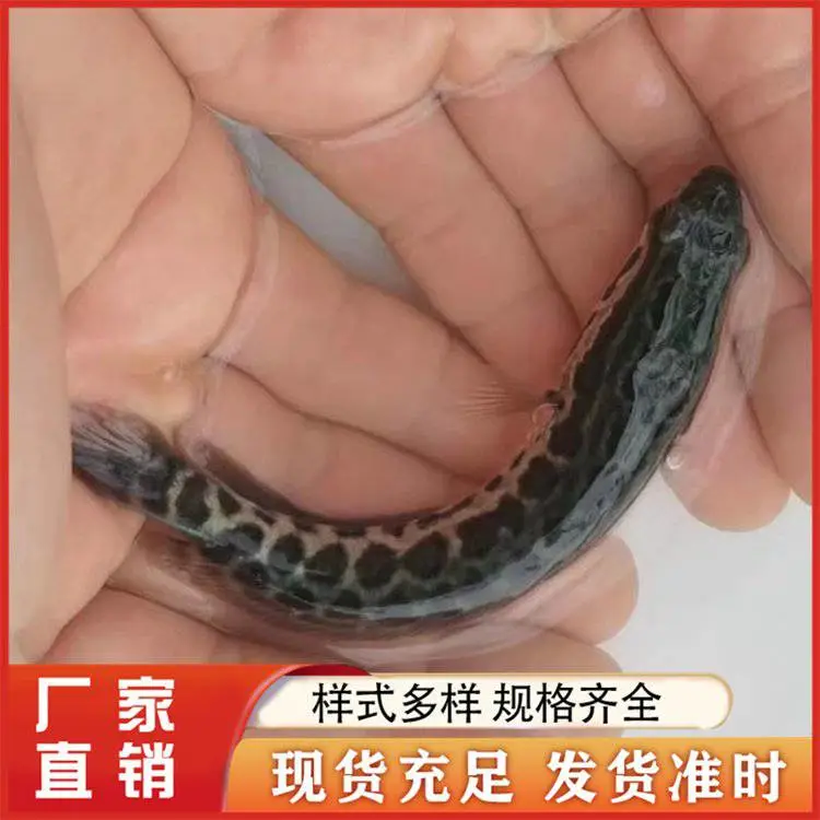 鲲腾水产 黑鱼苗 全国包活发货 高密度易饲养 抗病力强